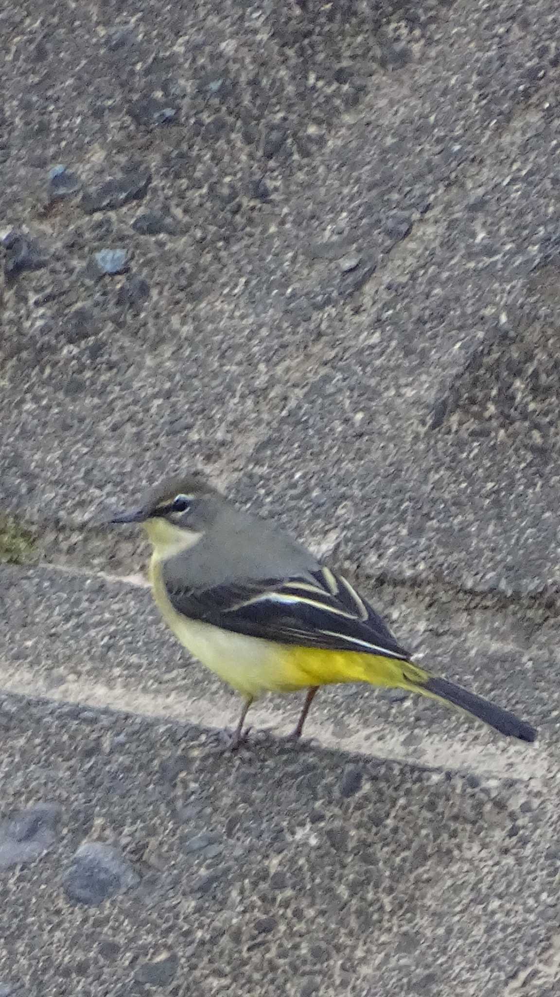 Grey Wagtail