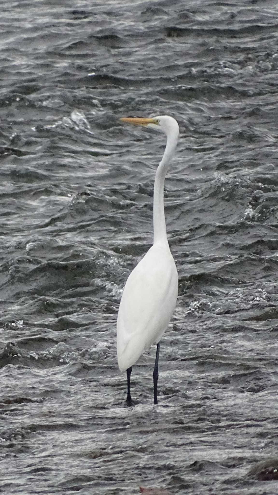 Great Egret