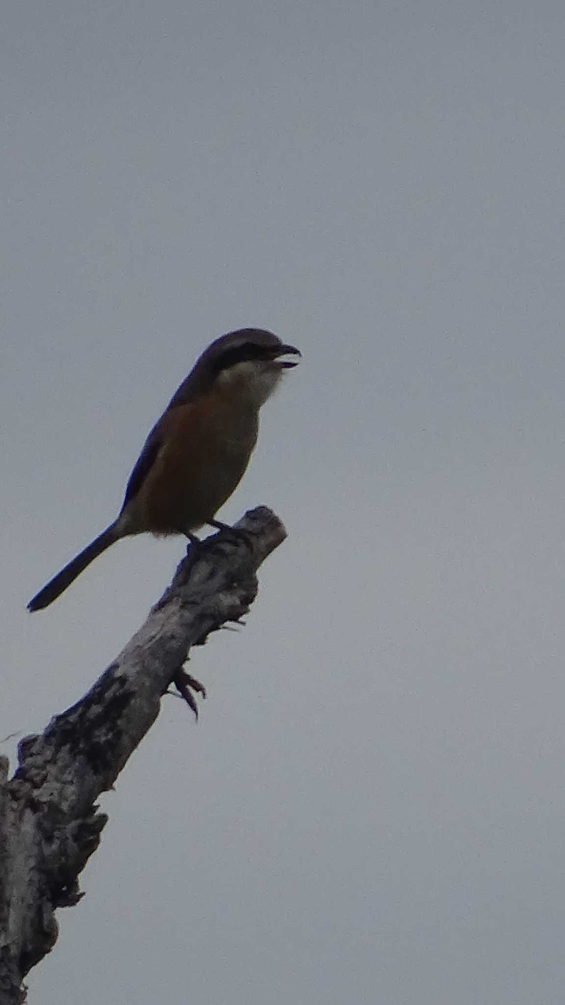 Bull-headed Shrike