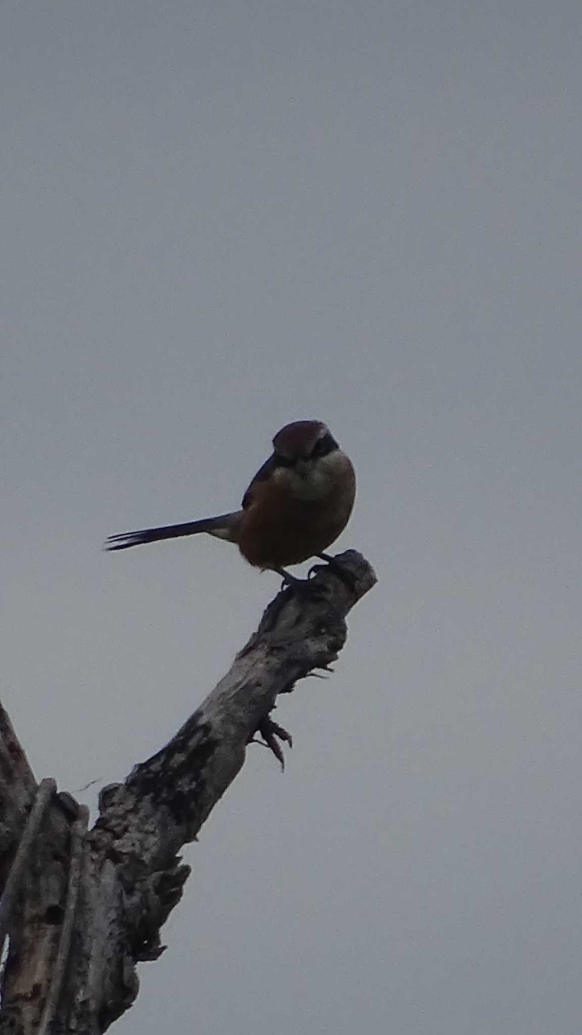 Bull-headed Shrike