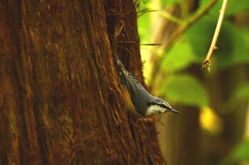 Eurasian Nuthatch 函館市香雪園 Sun, 10/10/2021