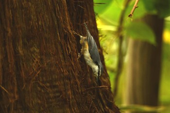 Eurasian Nuthatch 函館市香雪園 Sun, 10/10/2021