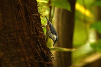 Eurasian Nuthatch 函館市香雪園 Sun, 10/10/2021