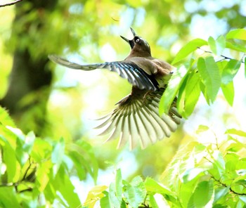 カケス 秋ヶ瀬公園 こどもの森 2017年4月28日(金)