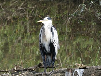 アオサギ 佐鳴湖公園 2021年9月19日(日)