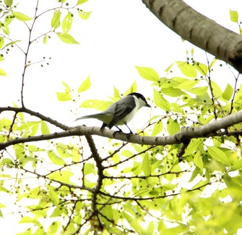 Ashy Minivet Mizumoto Park Thu, 4/27/2017