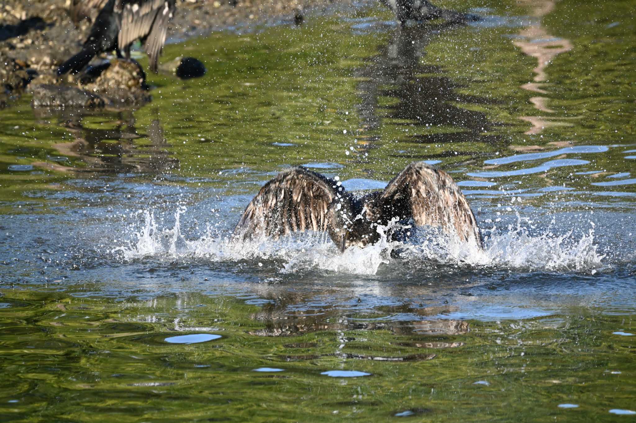 長浜公園 カワウの写真