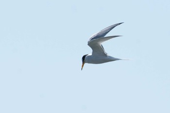 Little Tern Gonushi Coast Fri, 4/28/2017