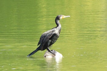 カワウ 菰池 2021年10月11日(月)