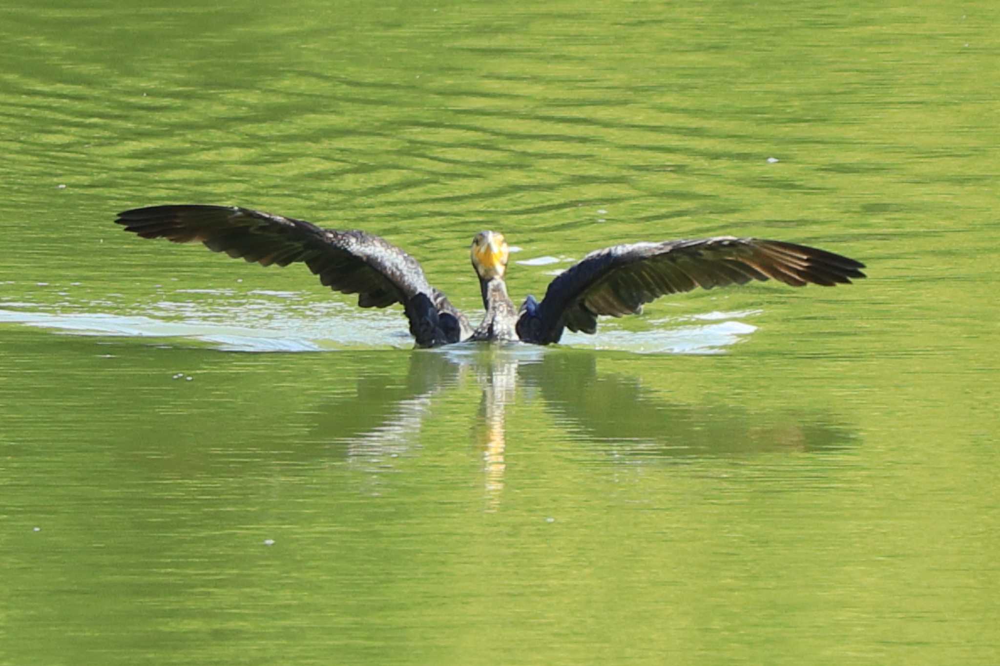 菰池 カワウの写真