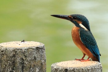 カワセミ 菰池 2021年10月11日(月)