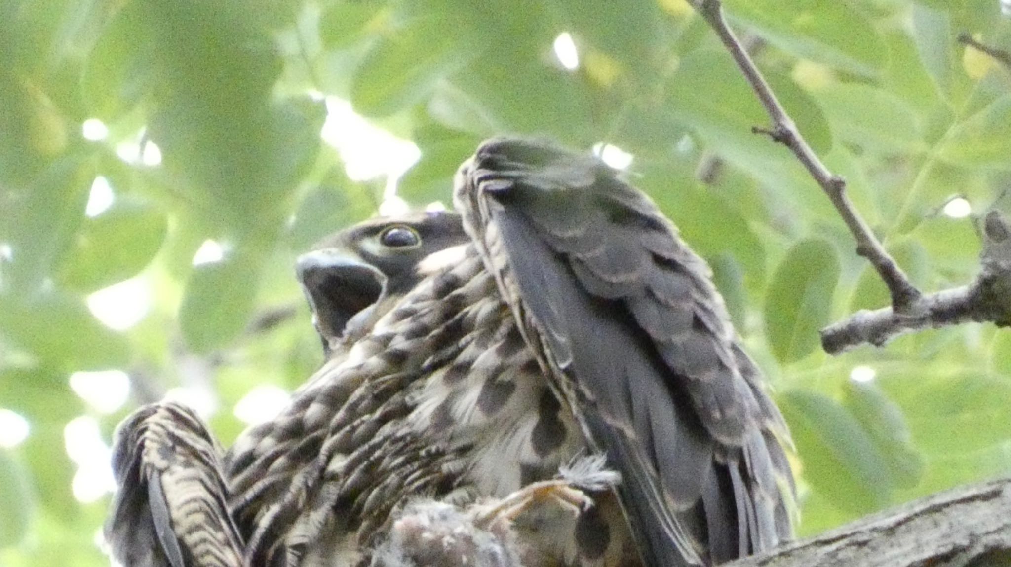 チゴハヤブサ幼鳥