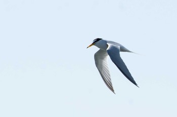 Little Tern Gonushi Coast Fri, 4/28/2017