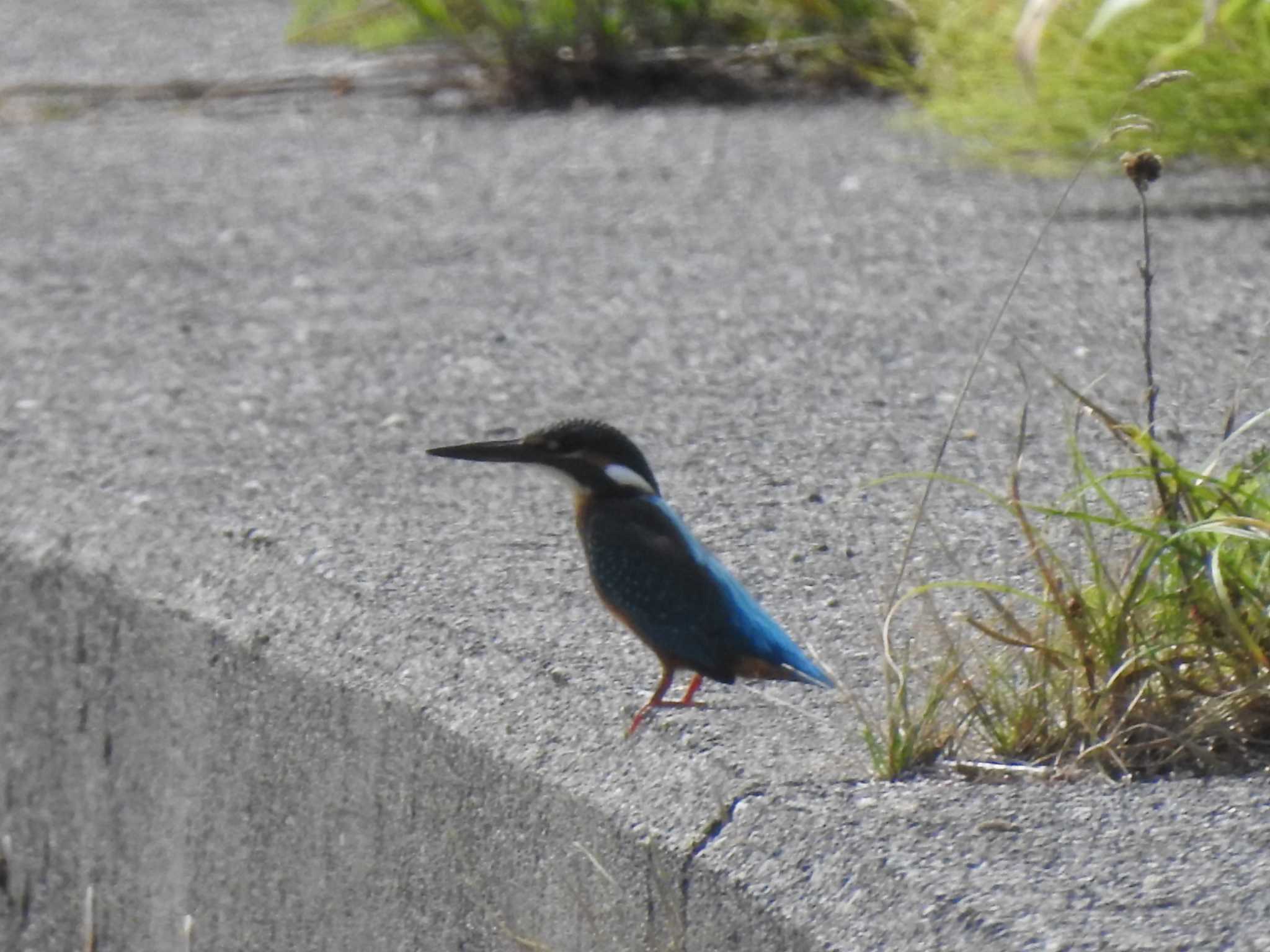 護岸にも止まっていました