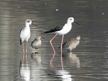 Spotted Redshank Isanuma Mon, 10/11/2021