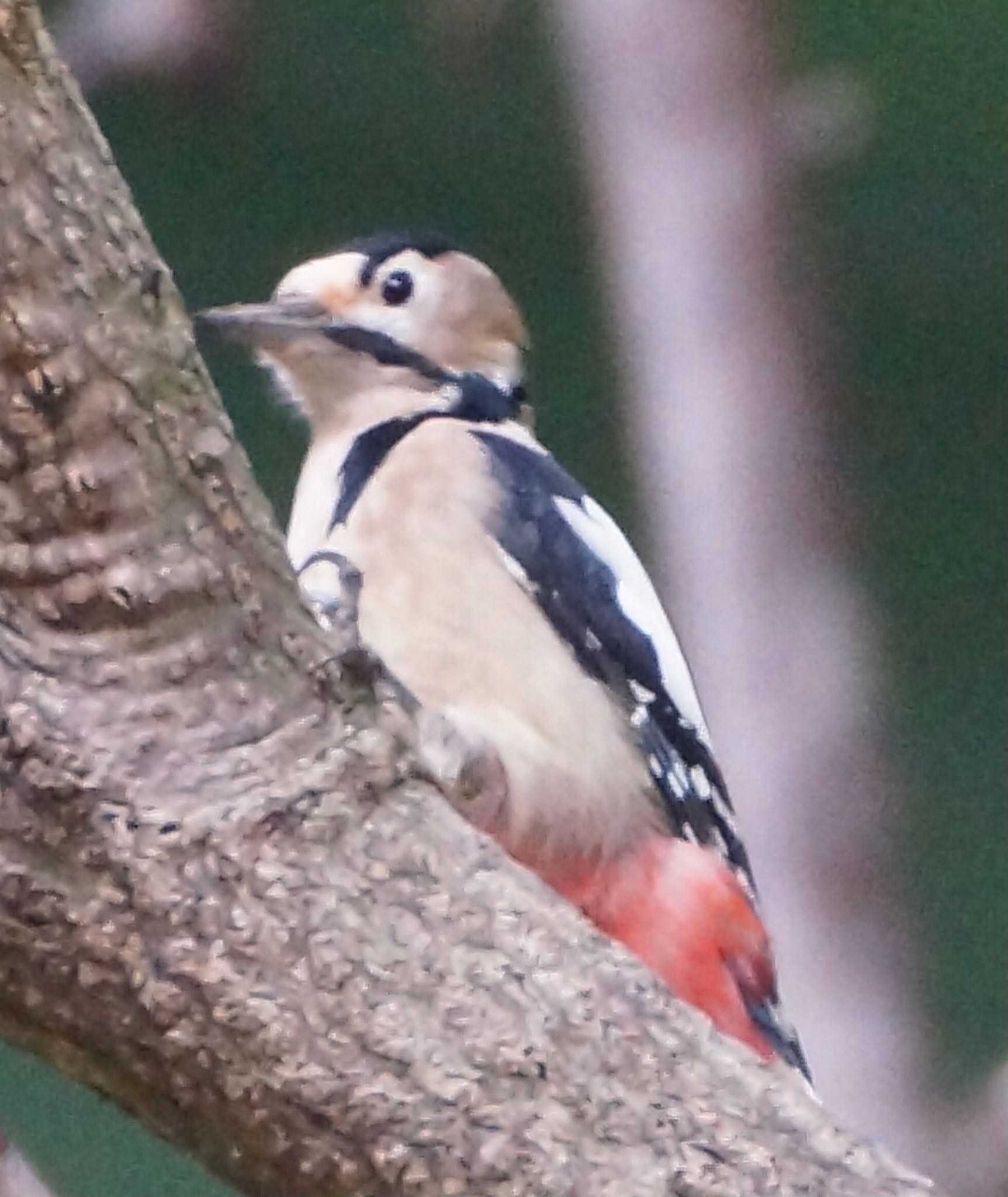 真駒内公園 アカゲラの写真