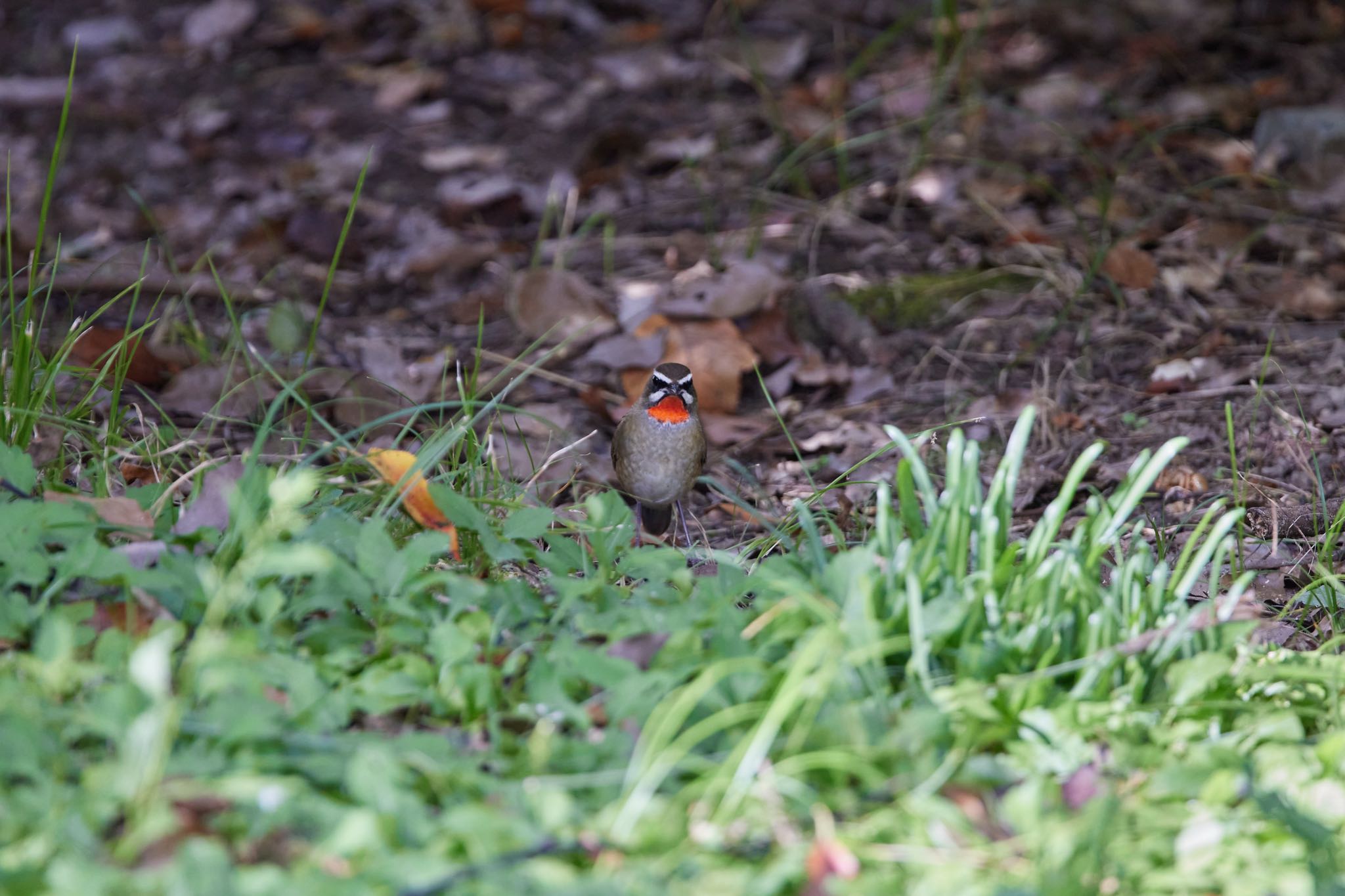 Photo of Siberian Rubythroat at 大阪府 by 明石のおやじ