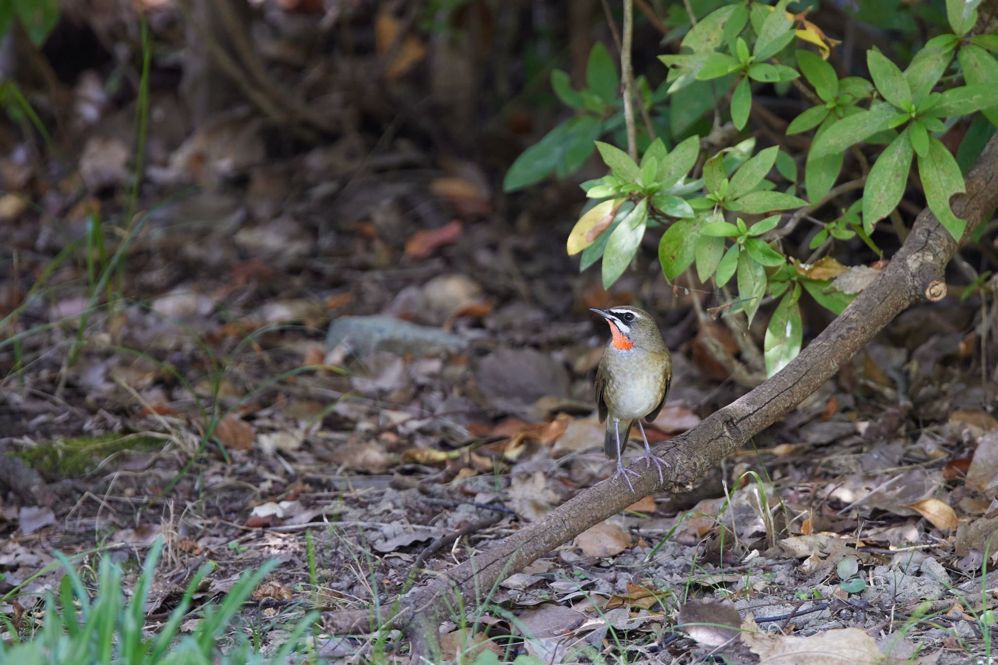 Siberian Rubythroat