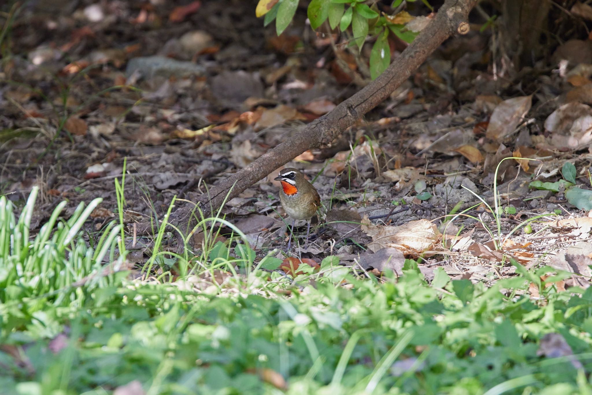 Photo of Siberian Rubythroat at 大阪府 by 明石のおやじ