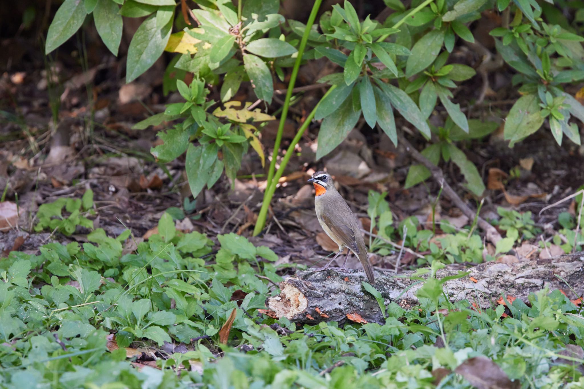 Siberian Rubythroat