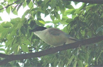 2021年7月25日(日) 西町緑地の野鳥観察記録