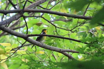 2021年10月10日(日) 石神井公園の野鳥観察記録