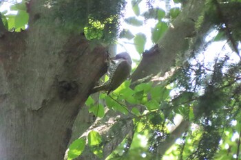 2021年10月3日(日) 石神井公園の野鳥観察記録