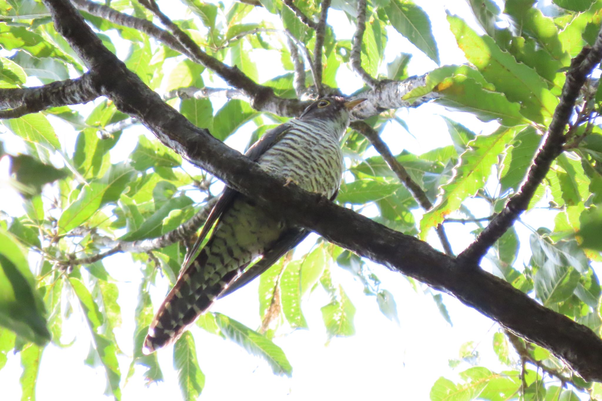 石神井公園 ツツドリの写真 by 中学生探鳥家