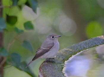 コサメビタキ 権現山(弘法山公園) 2021年10月4日(月)