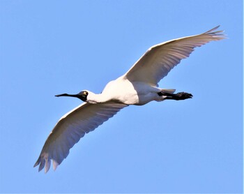 Black-faced Spoonbill Osaka Nanko Bird Sanctuary Sun, 10/10/2021