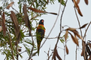 Rainbow Lorikeet ケアンズ Sun, 10/20/2019