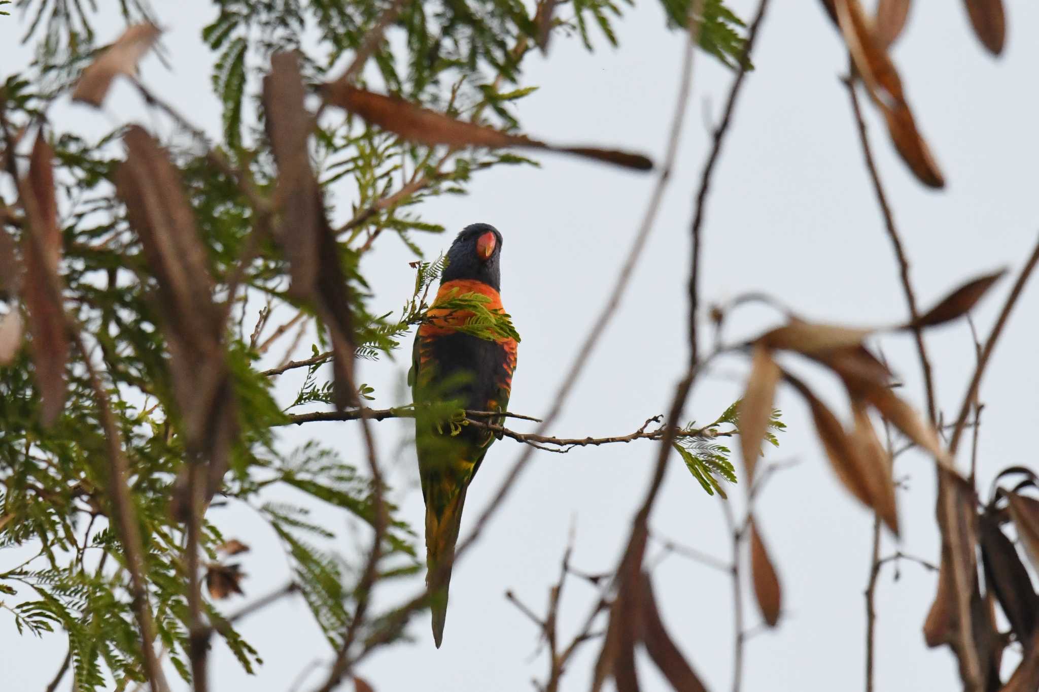 Rainbow Lorikeet