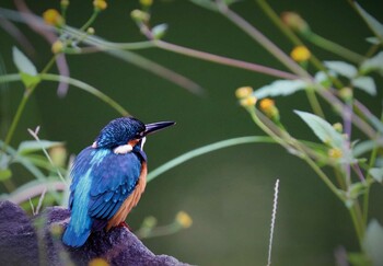 カワセミ 薬師池公園 2021年10月10日(日)