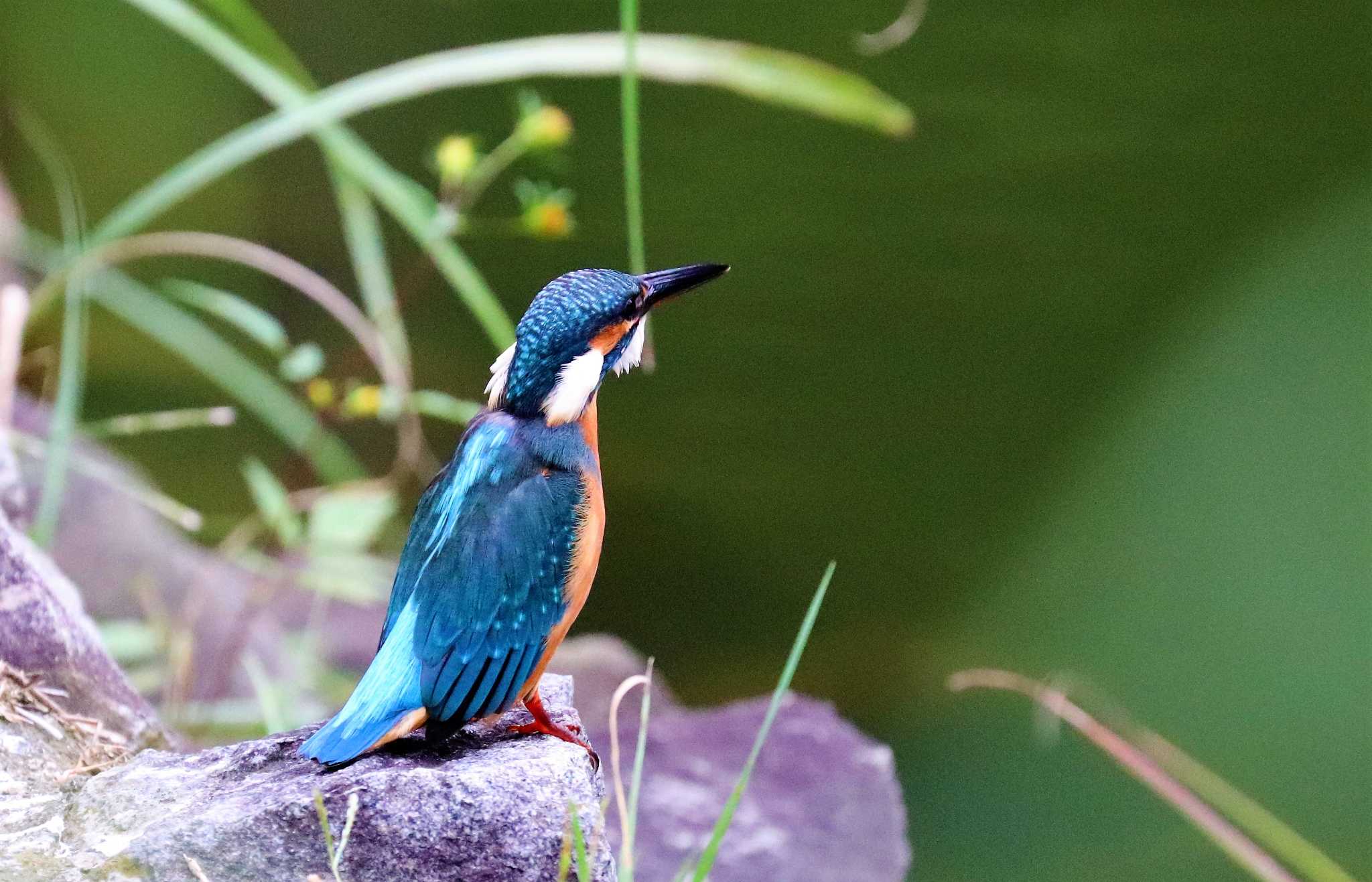 天敵接近でド緊張のカワセミさん💦