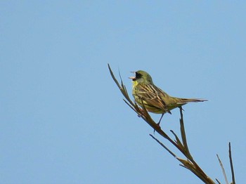 Masked Bunting Hegura Island Thu, 4/27/2017