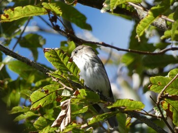 Sat, 10/9/2021 Birding report at 十里木高原