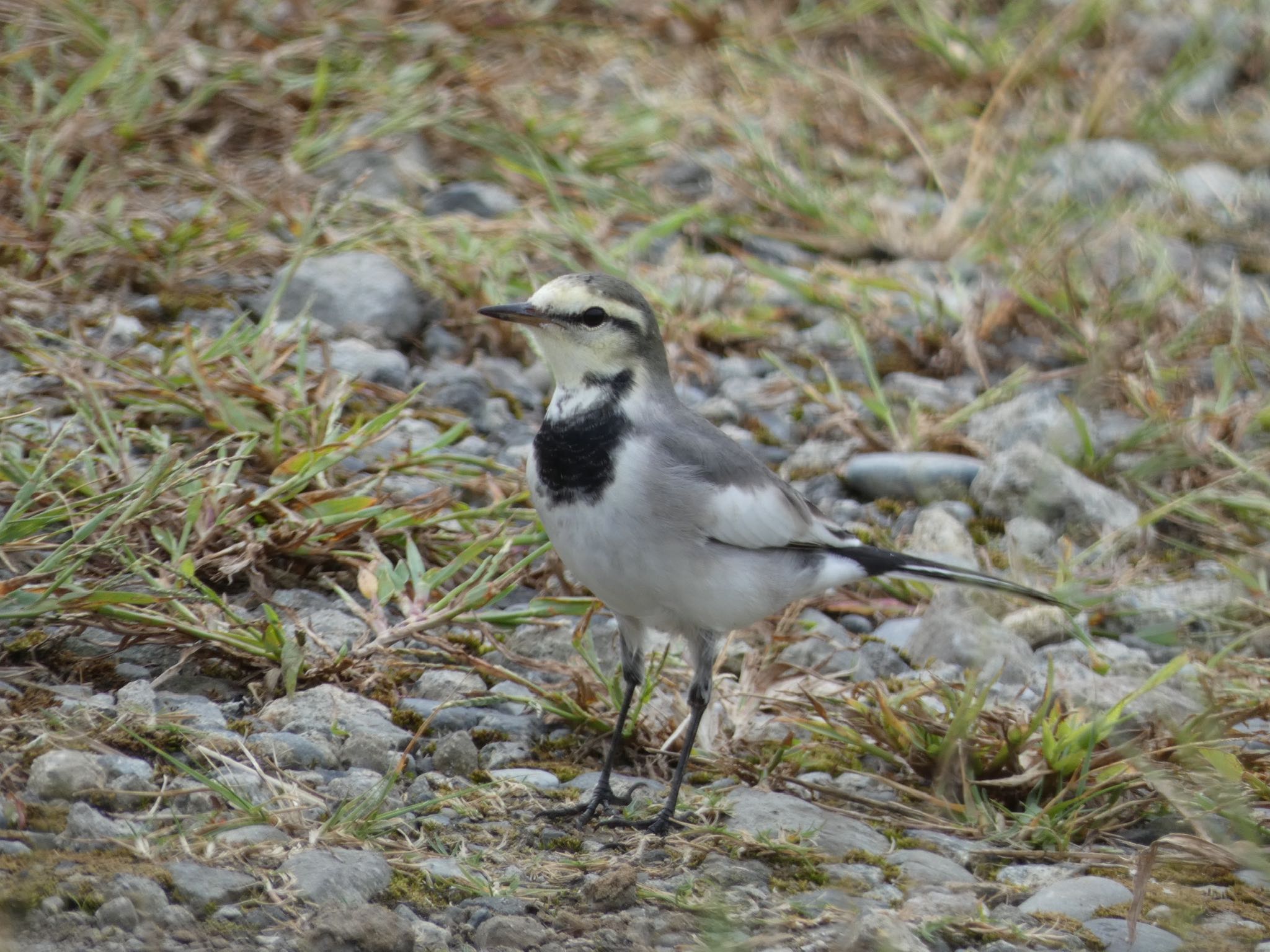 White Wagtail