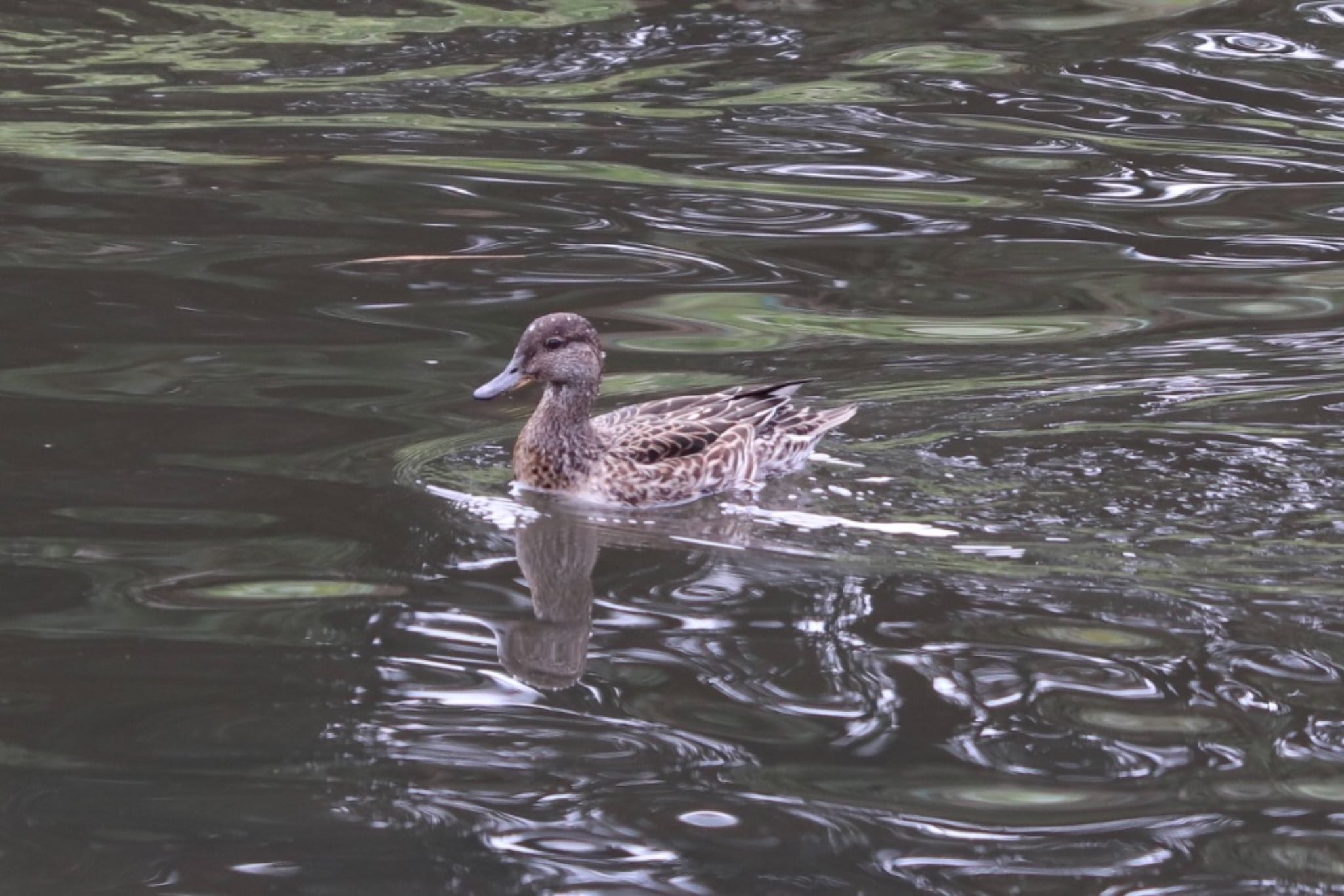 Eurasian Teal