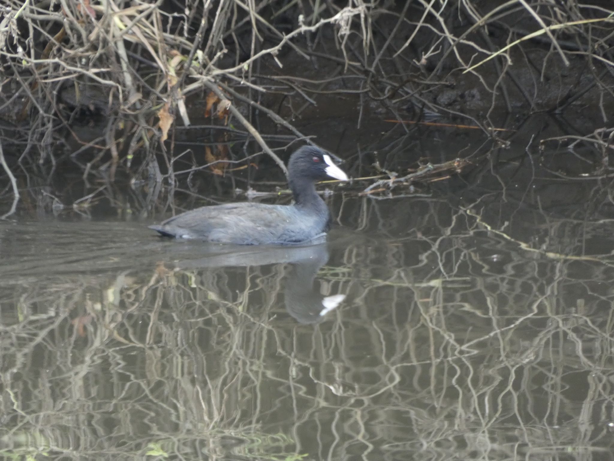 Eurasian Coot