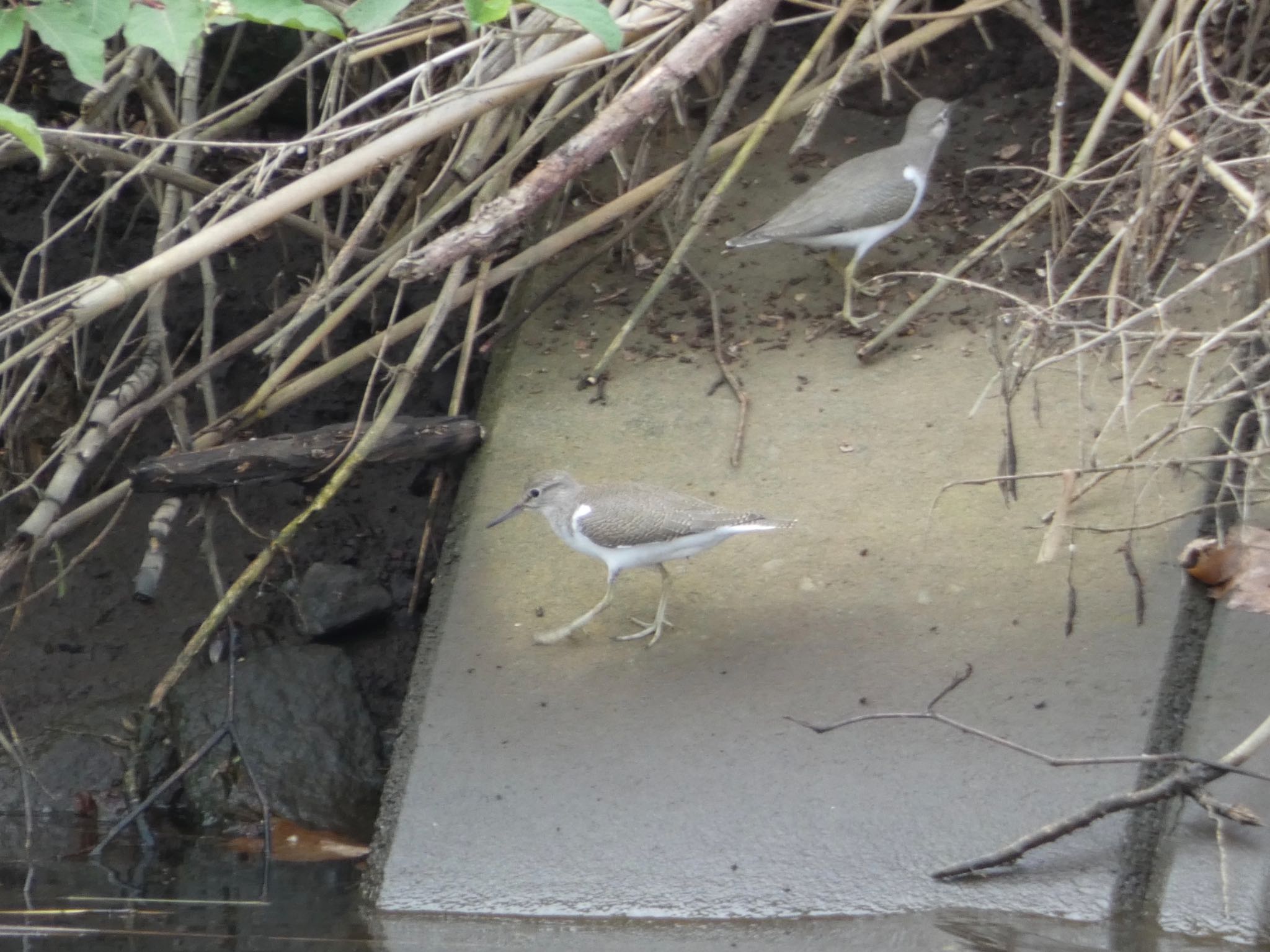 Common Sandpiper