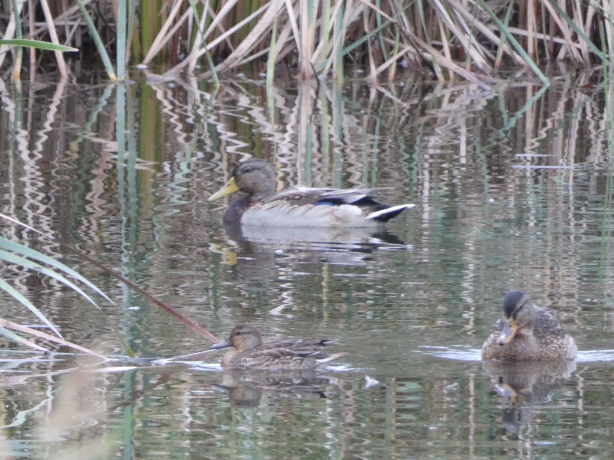 浮島ヶ原自然公園 マガモの写真