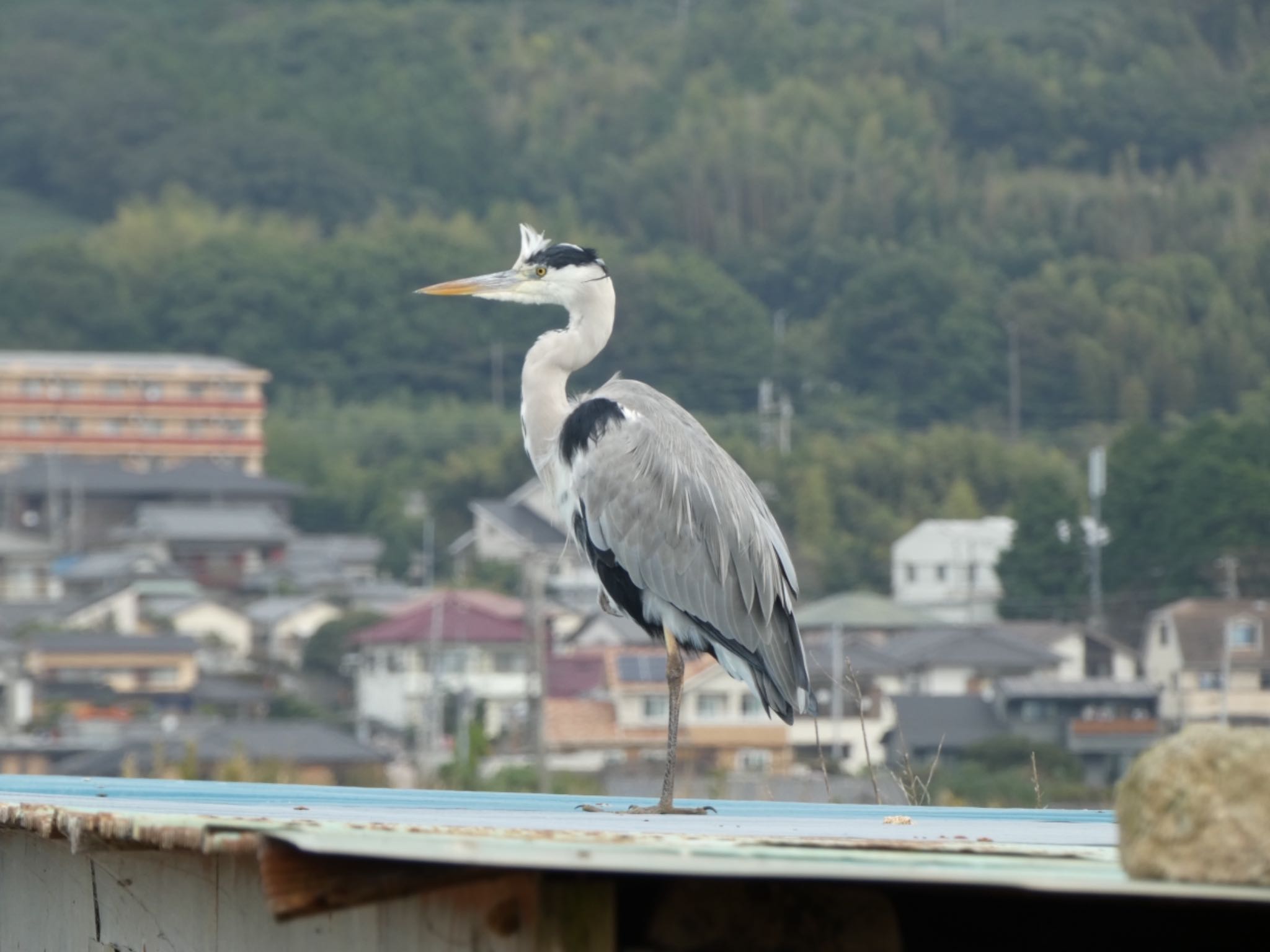 浮島ヶ原自然公園 アオサギの写真