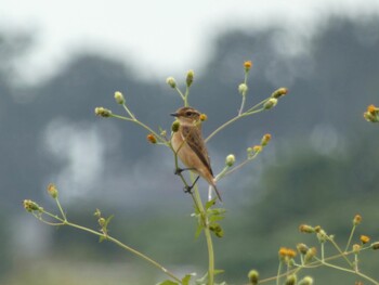 Sun, 10/10/2021 Birding report at 浮島ヶ原自然公園