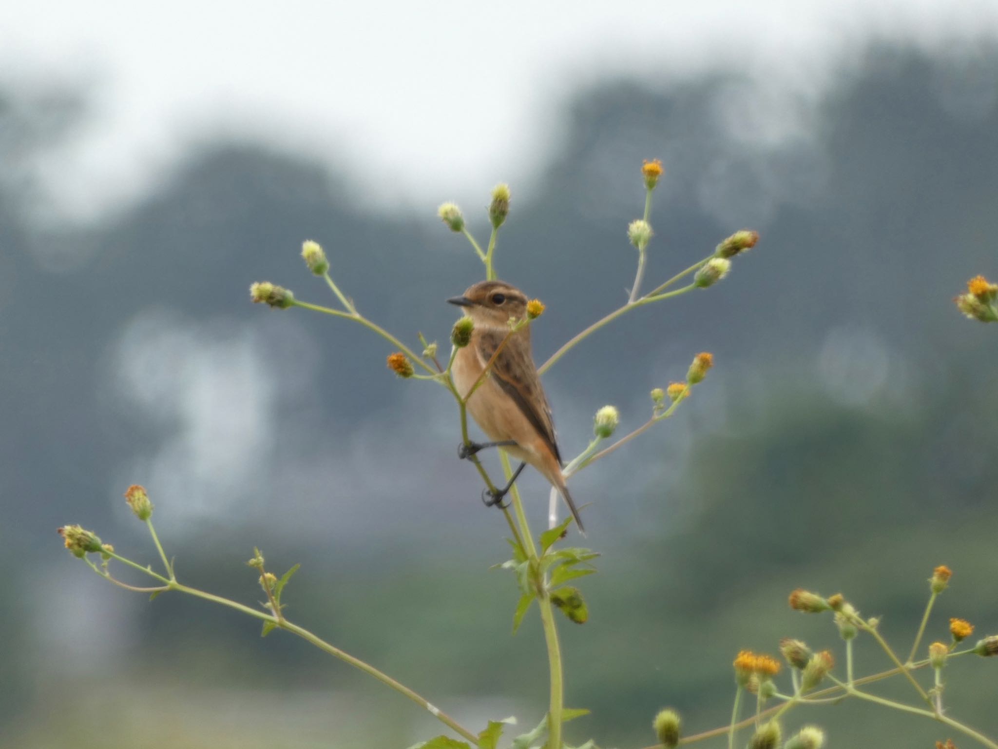 Amur Stonechat