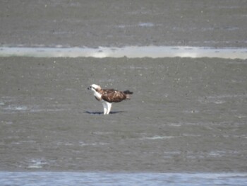 Osprey 和歌浦 Sat, 10/9/2021