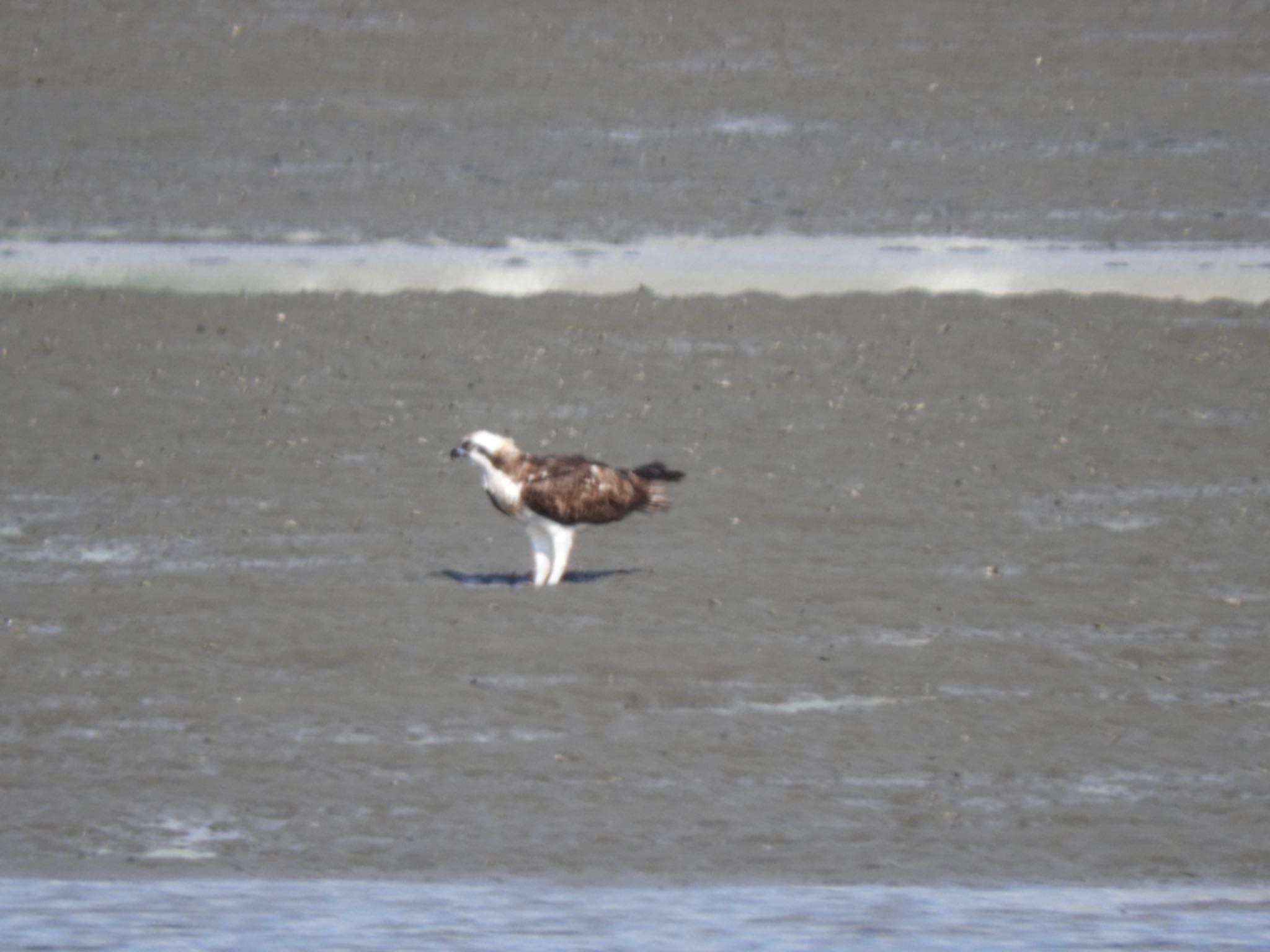 Osprey