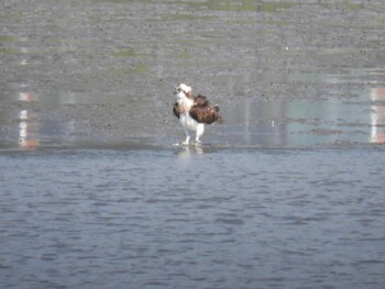 Osprey 和歌浦 Sat, 10/9/2021