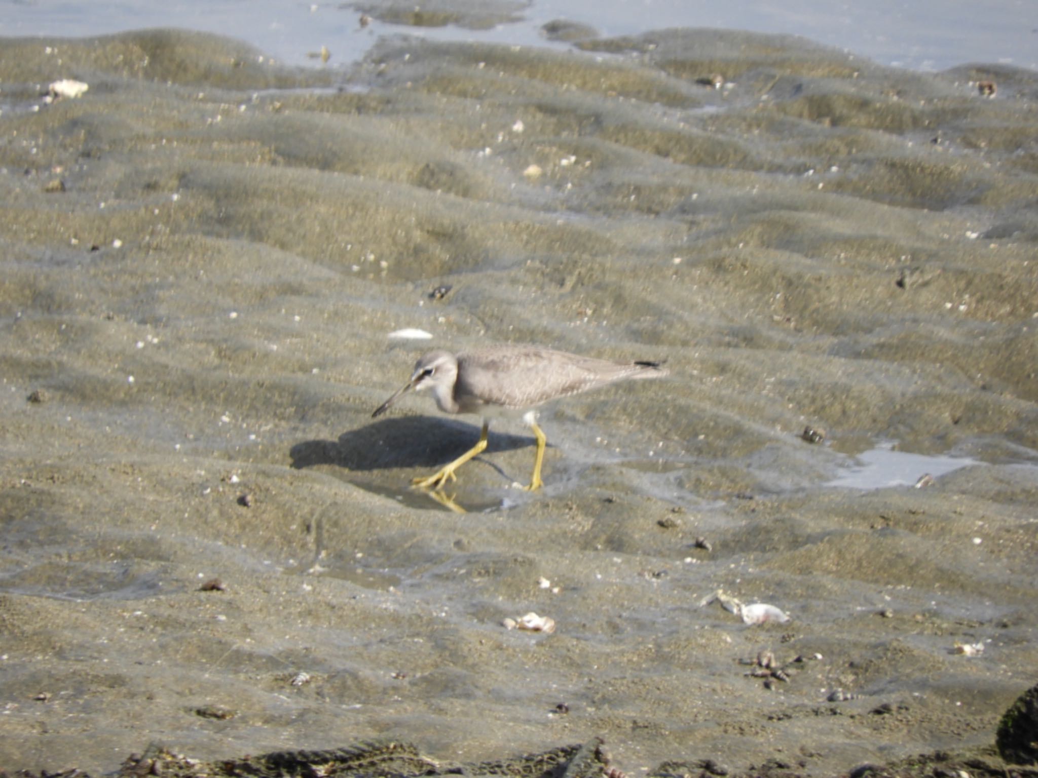 Photo of Common Sandpiper at 和歌浦 by よっしー