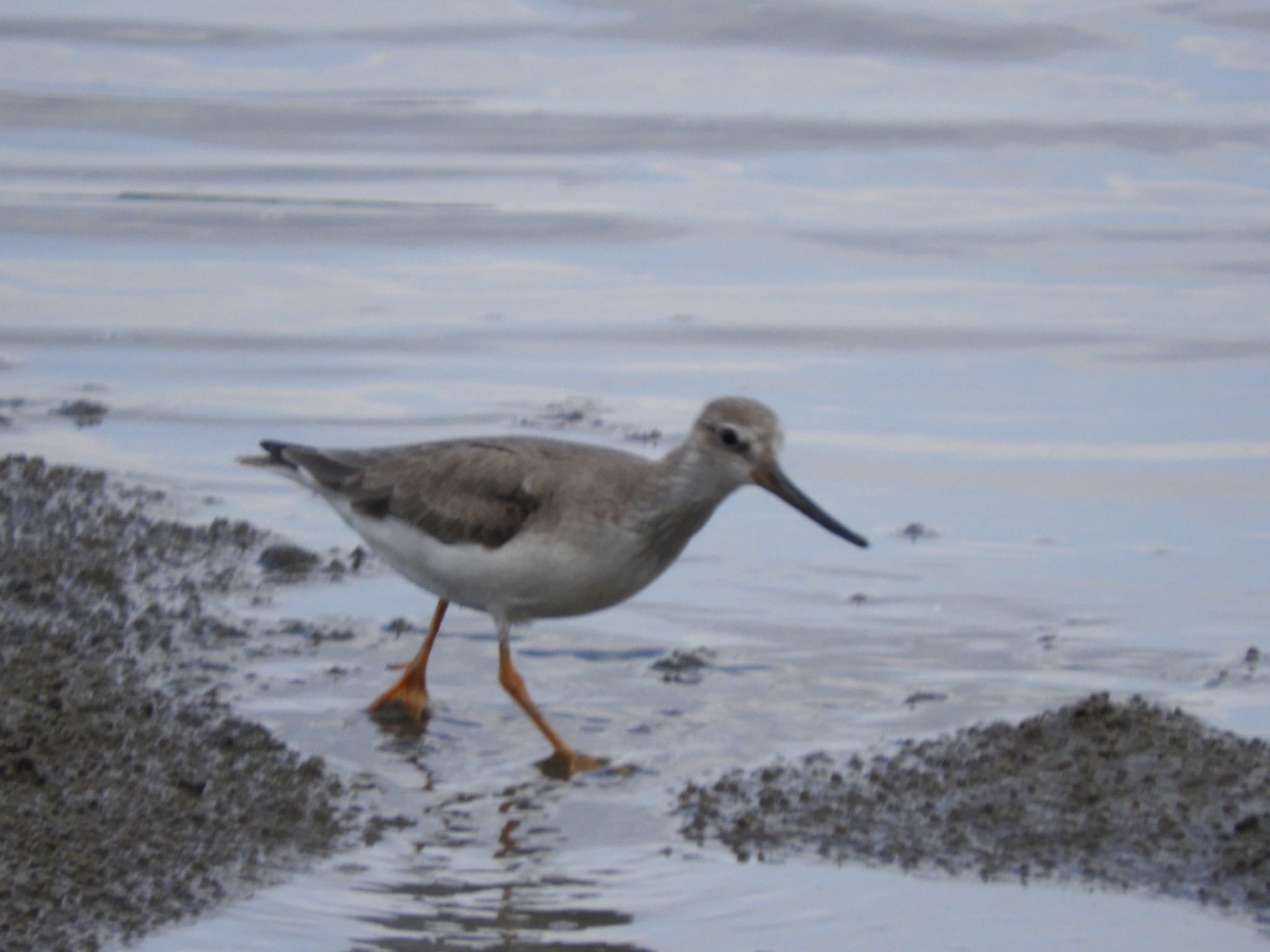 Photo of Terek Sandpiper at 和歌浦 by よっしー