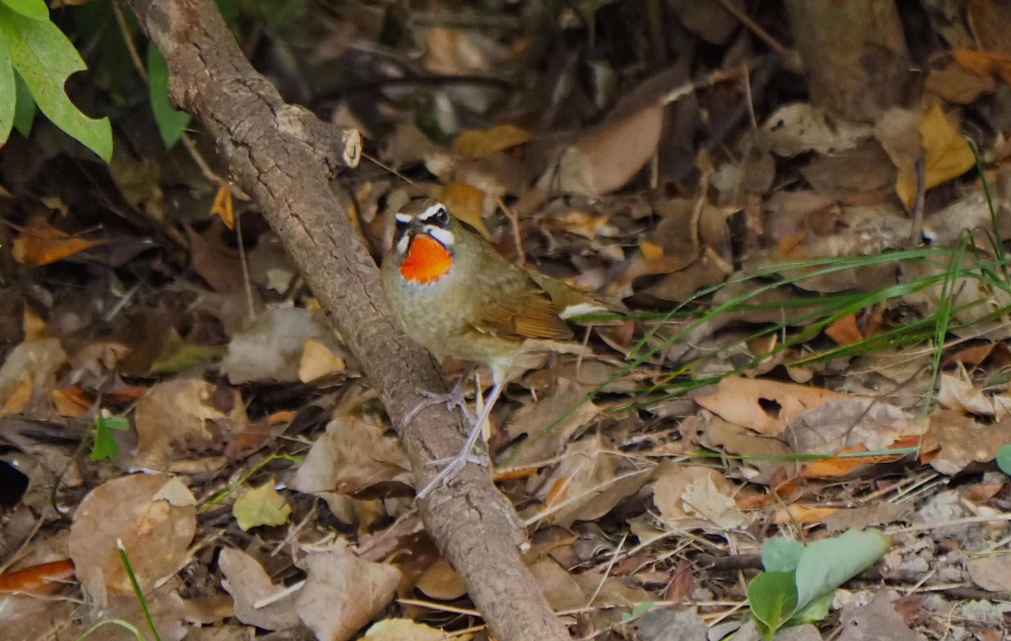 Siberian Rubythroat